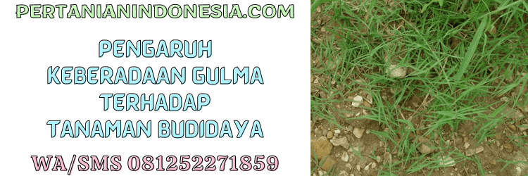 pengaruh,keberadaan,gulma,tanaman,budidaya